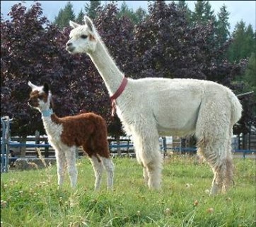 1st Cria